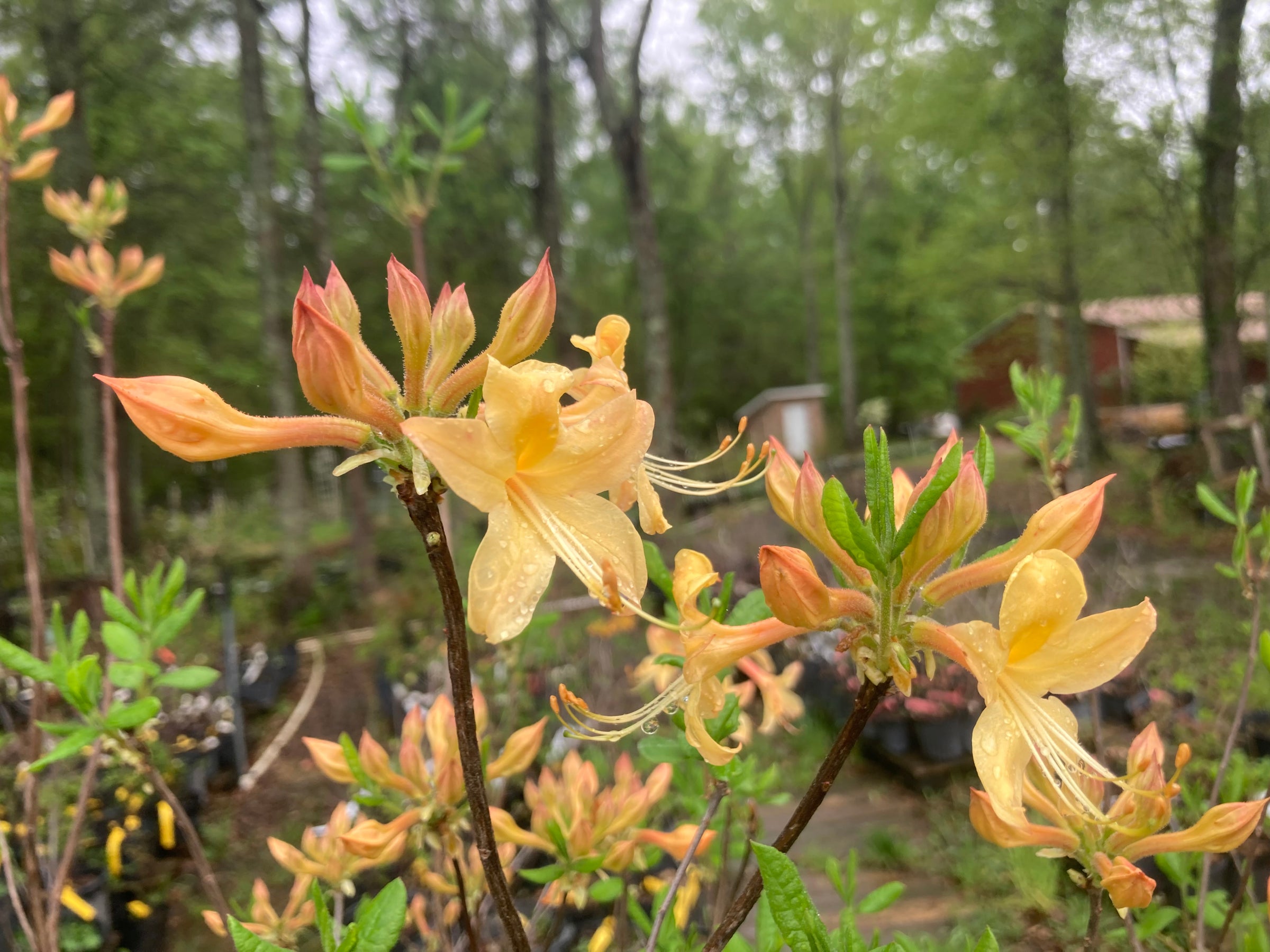 My Mary Azalea (Beasley) (Rhododendron austrinum x R. atlanticum)
