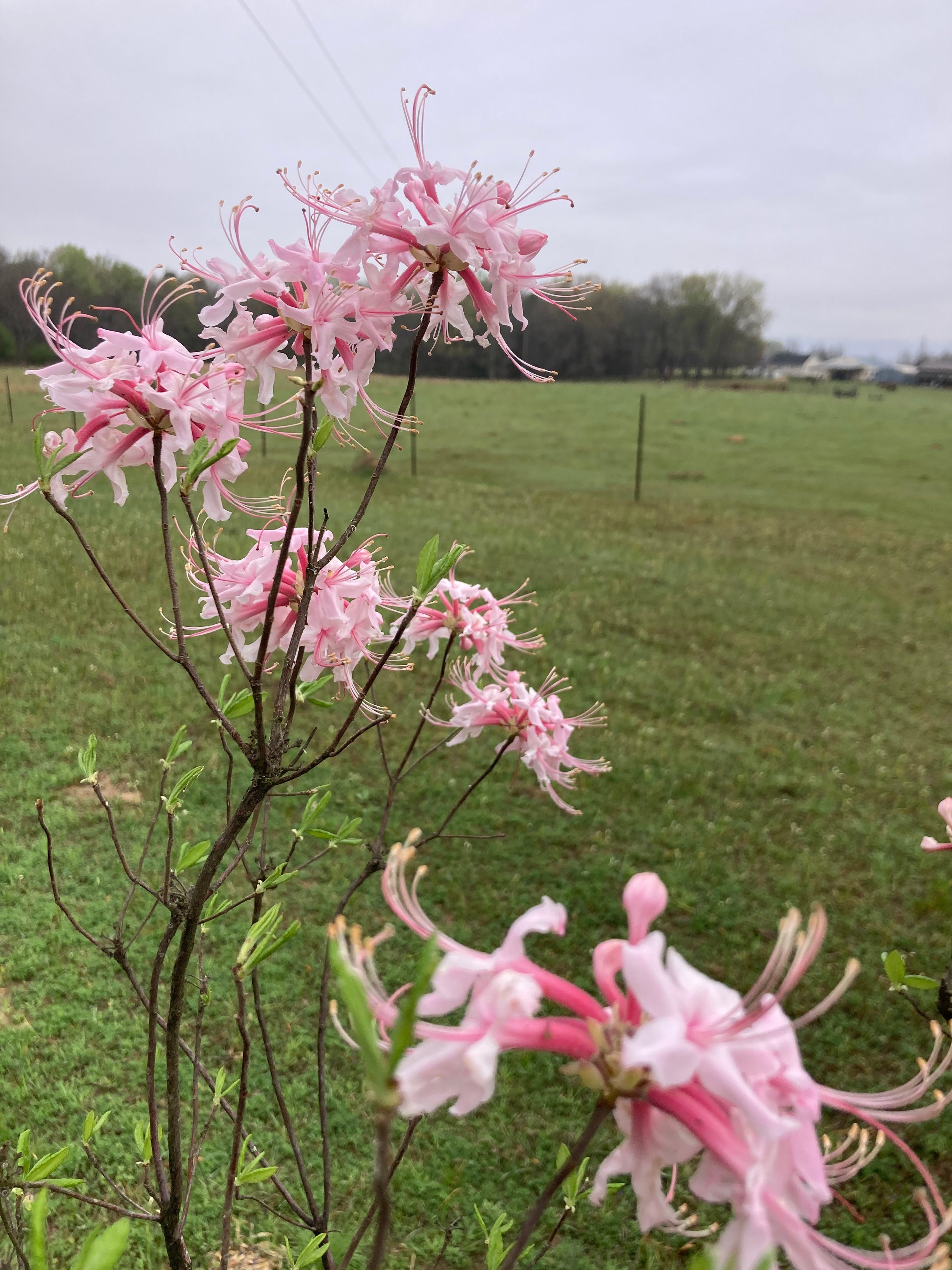 Piedmont Azalea (Rhododendron canescens) | Flat Creek Natives, LLC